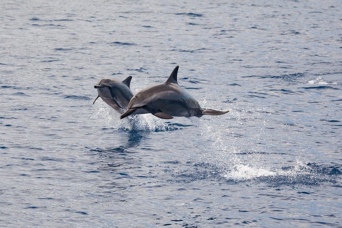 Lanai Snorkel and Dolphin Watch From Maalaea - Key Activities and Highlights