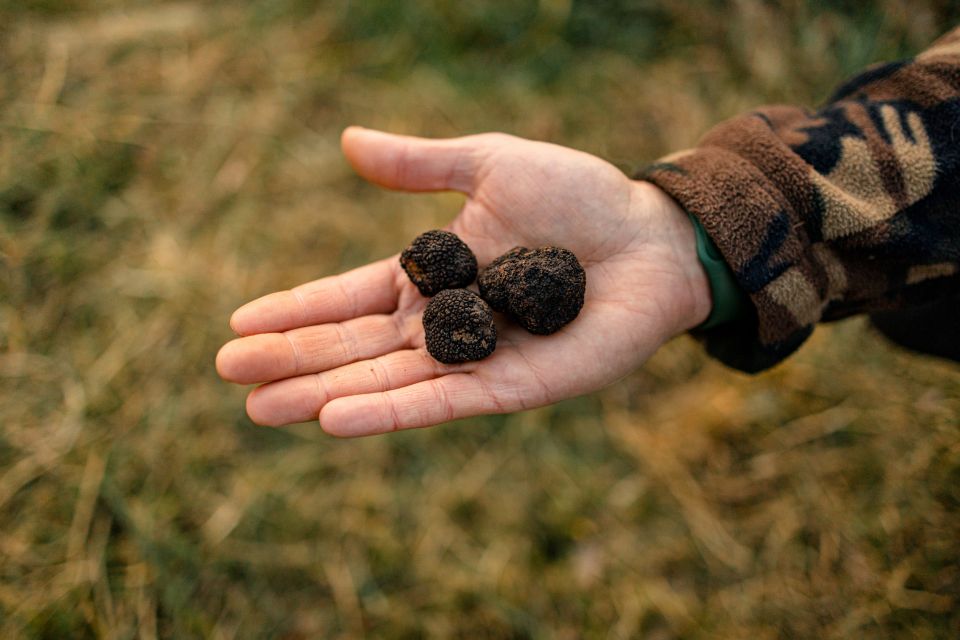 Langhe: Sunset Truffle Hunting With Tasting and Wine - Itinerary and Highlights