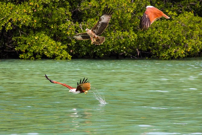 Langkawi Half Day Mangrove Tour - Sharing Basis - Inclusions and Logistics
