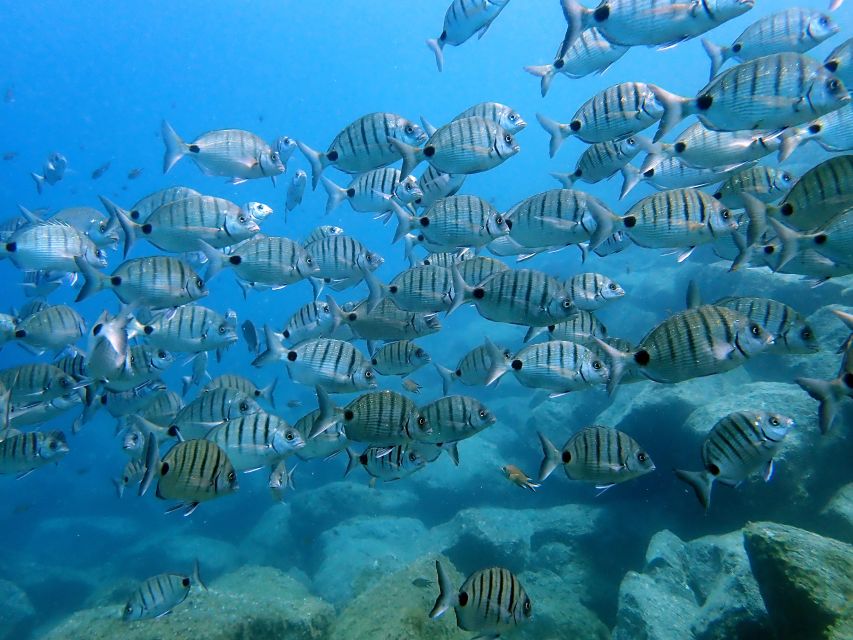 Lanzarote: Beginner Diving Course Costa Teguise (2 Dives) - Diving Highlights