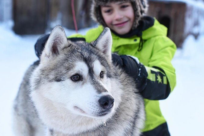 Lapland Husky Safari From Saariselkä - Inclusions and Benefits