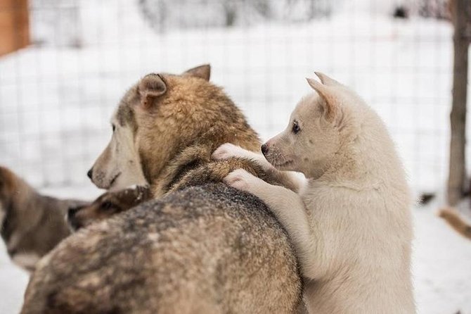 Lapland Reindeer and Husky Safari From Levi - Activities Included in the Tour