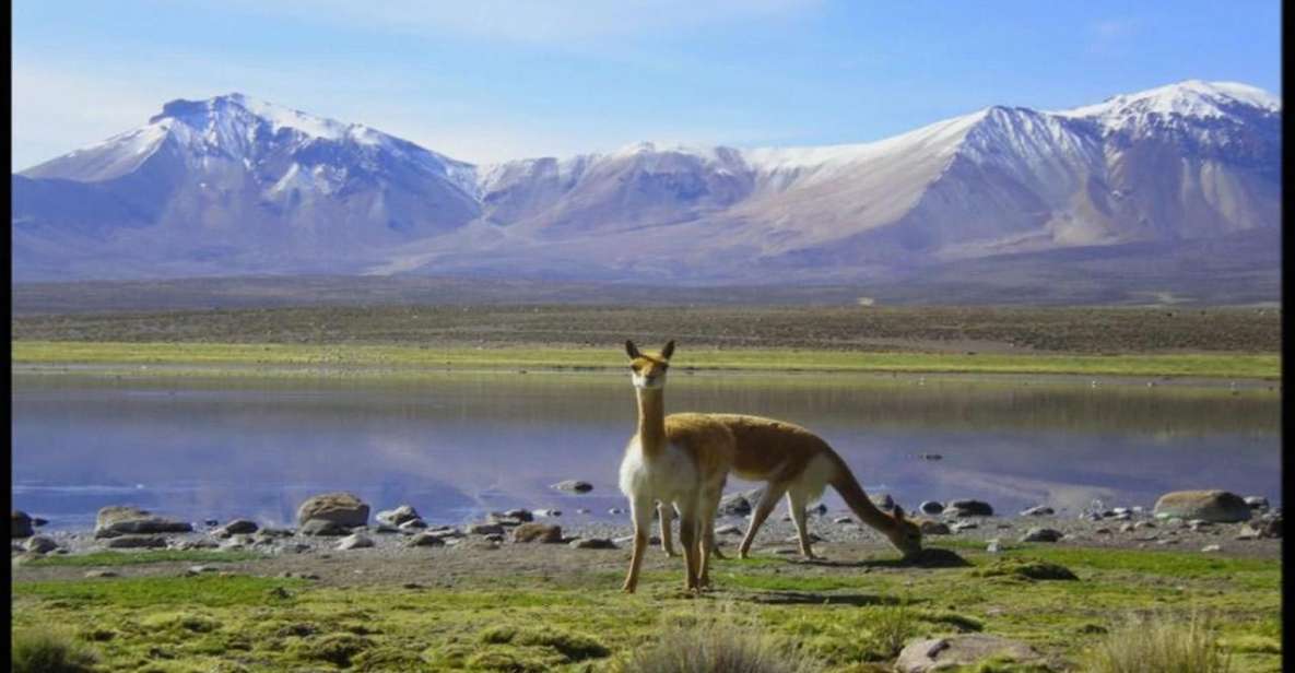 Lauca National Park and Chungara Lake - Itinerary Highlights