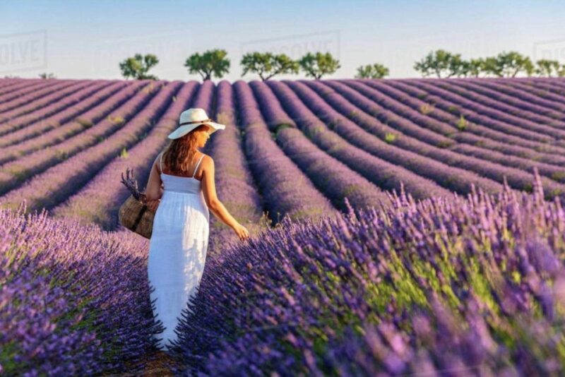 Lavender Fields Tour - Itinerary Highlights