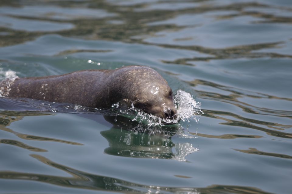 Lima: Sea Lion Swim and Wildlife Palomino Islands Cruise - Experience Highlights