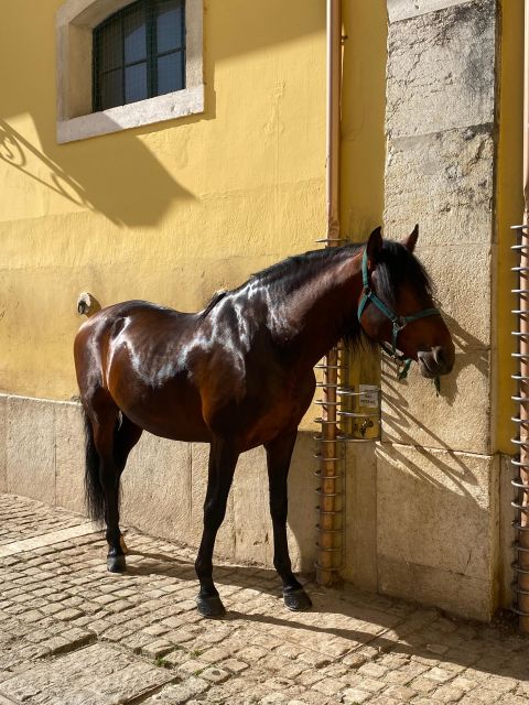 Lisbon: Morning of Equestrian Art With Lusitano Horses - Pricing Information