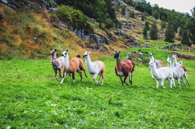 Ljøen, Hellesylt: Ljøen Farm Tour - Itinerary Details