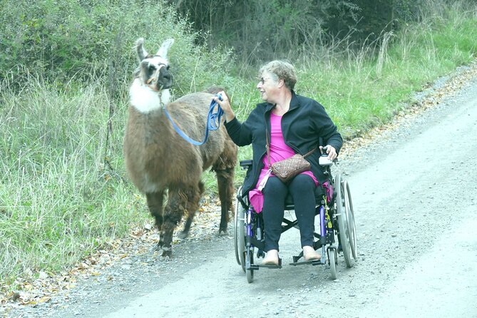 Llama Trek (Taster) - Kowhai River Valley and Native Woodland Tour - Booking Details