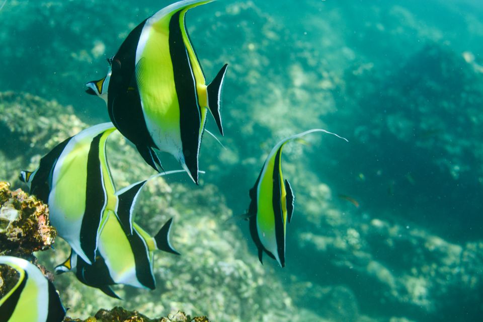 Los Cabos: Chilean & Santa Maria Bay Private Snorkeling Tour - Included in the Tour