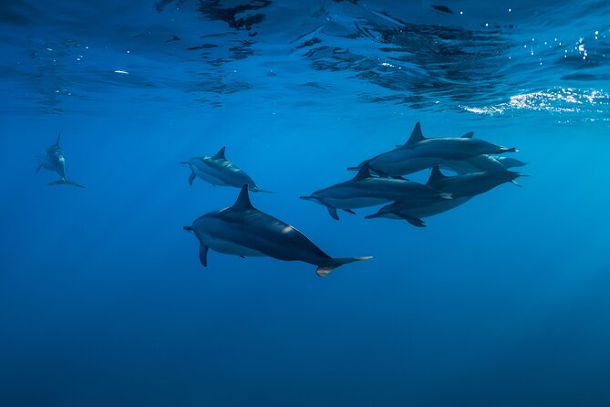 Lovina Dolphin Watching, Swimming, and Snorkeling Experience - Pickup Locations and Logistics