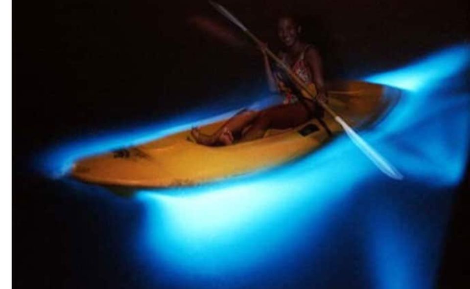 Luminous Lagoon Night Tour - Description of the Lagoons Luminescence