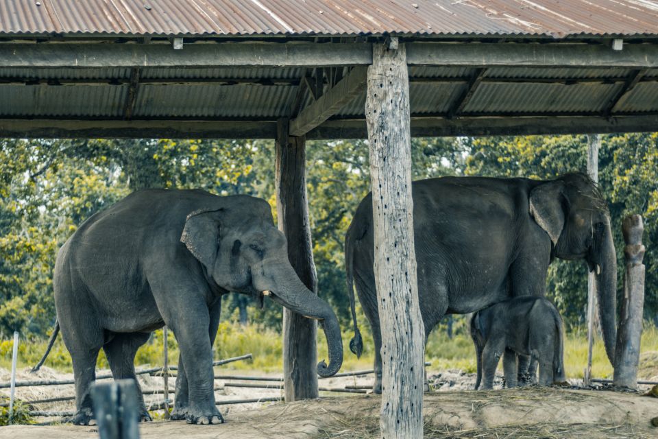 Luxury Chitwan Jungle Safari 4 Days Tour - Wildlife Encounters