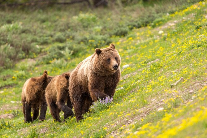 Luxury Private Half-Day Grand Teton National Park Tour - Experience Highlights