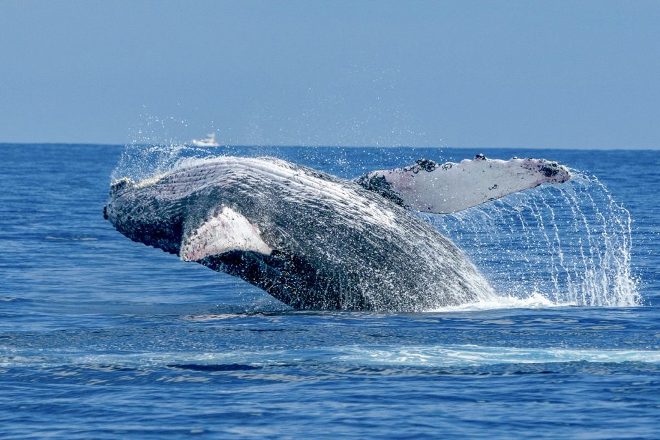 Maalaea Harbor: Whale Watching Catamaran Cruise - Cruise Features