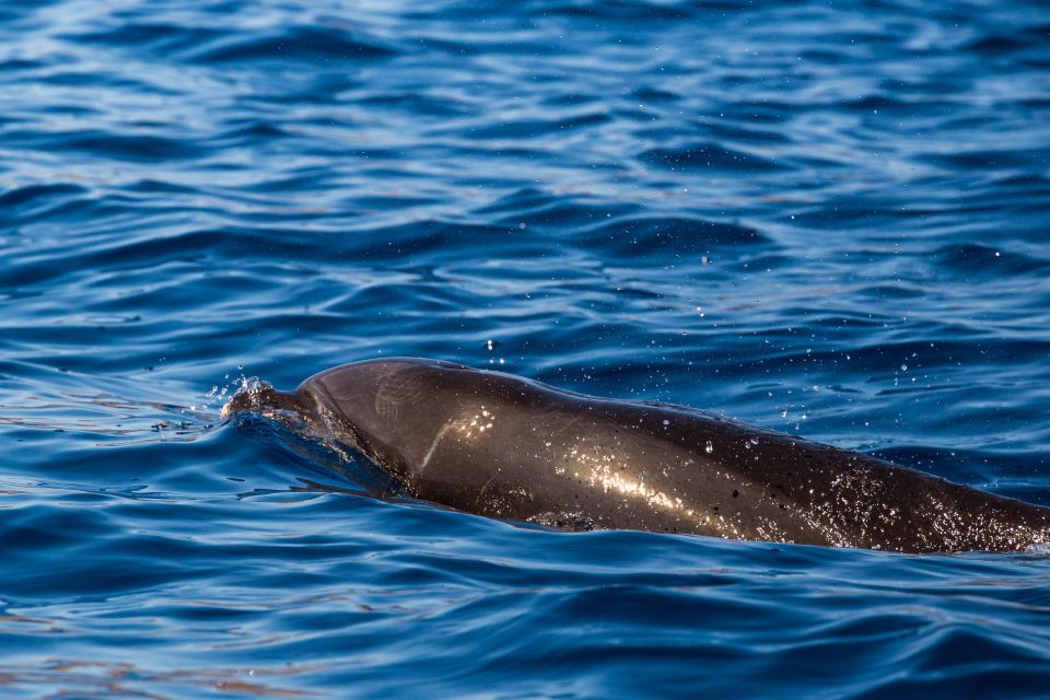 Madeira: Guaranteed Whales or Dolphins Watching Tour - Cetacean Species