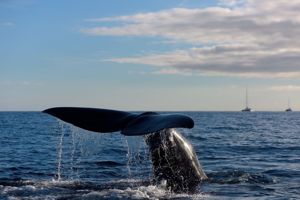 Madeira: Whale and Dolphin Watching Boat Tour From Machico - Guided Marine Biologist Tour