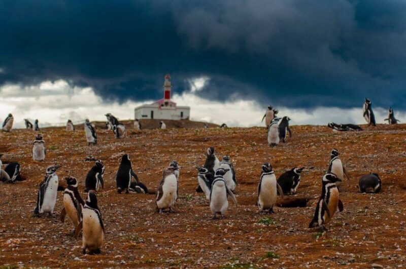 Magdalena Island Penguin Tour by Boat From Punta Arenas - Wildlife and Natural Features