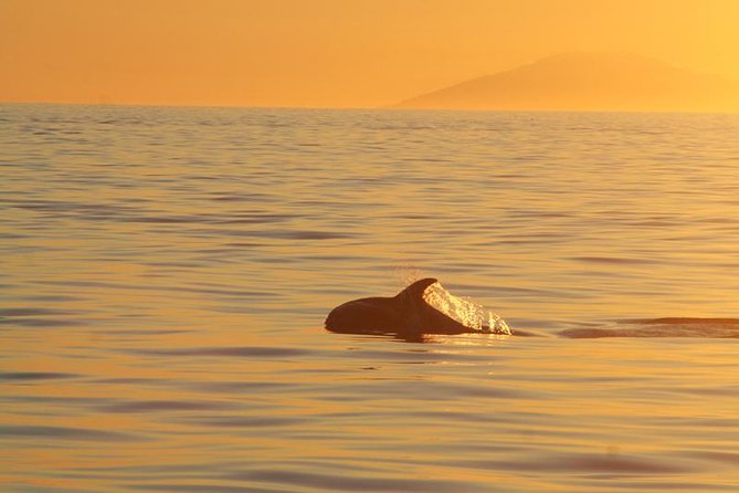 Magical Whales in the Midnight Sun | From Reykjavik - Inclusions and Amenities