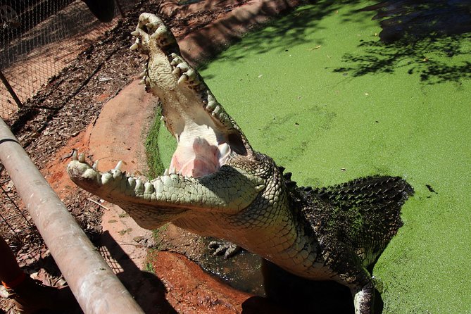 Malcolm Douglas Crocodile Park Tour Including Transportation - Wildlife Encounter Highlights