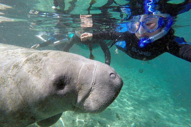 Manatee Snorkel Tour With In-Water Divemaster/Photographer - Inclusions