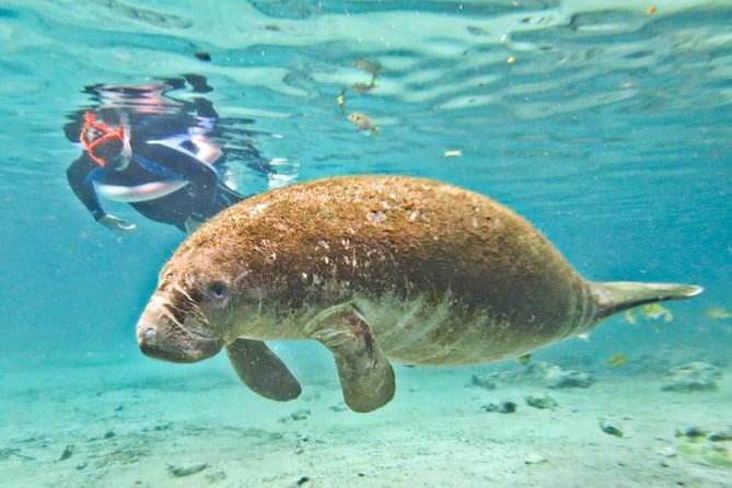 Manatee Swim and Wildlife Park With Upgrade Options From Orlando - Included Features