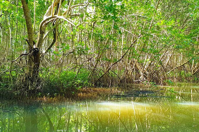 Mangrove Guided Tour - Meeting Point Location
