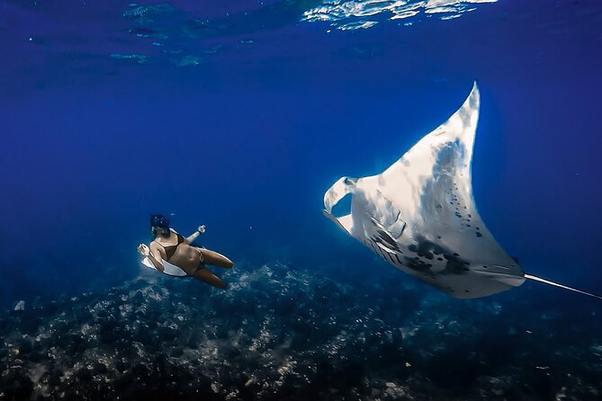 Manta Ray Night Snorkel & Sunset Cruise, Kona, Big Island Hawaii - Tour Highlights