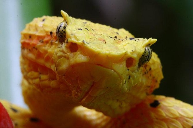 Manuel Antonio Herping Night Tour (Reptiles and Amphibians) - What to Expect