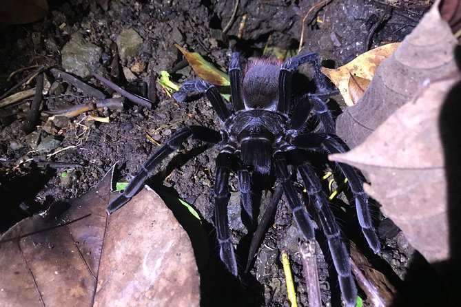 Manuel Antonio Jungle Night Tour With Pick up Included - Tour Logistics