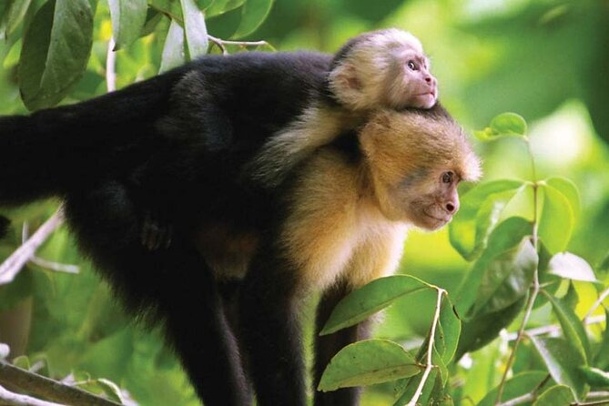 Manuel Antonio National Park Hiking Guided Tour - Meeting and Pickup Details