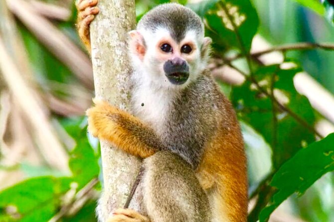 Manuel Antonio National Park Wildlife Tour - Wildlife Spotting Opportunities
