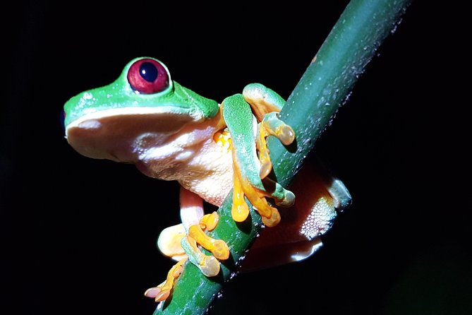 Manuel Antonio Night Tour - Tour Itinerary and Logistics