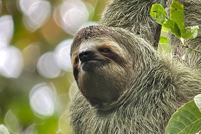Manuel Antonio With Mauro / Tickets Not Included! - Customer Experiences