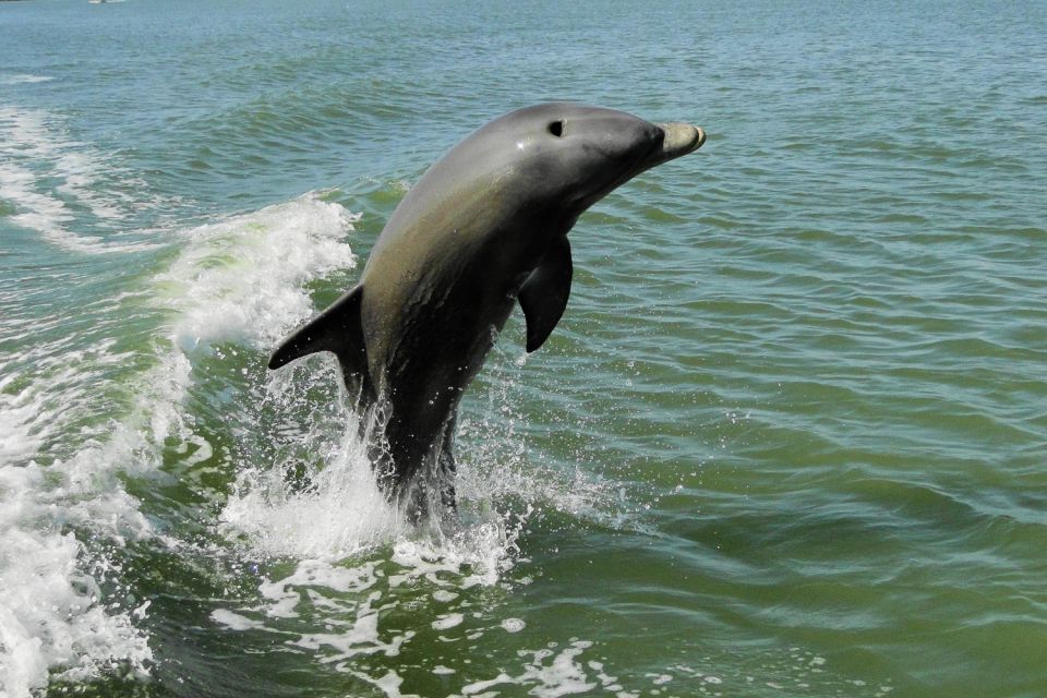 Marco Island: 2-Hour Dolphin, Birding, and Shelling Tour - Wildlife Encounters