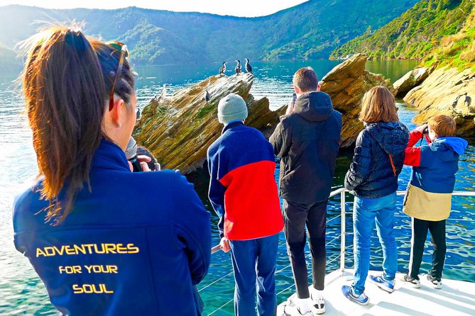 Marlborough Sounds Ultimate Cruise - Tour Highlights and Wildlife