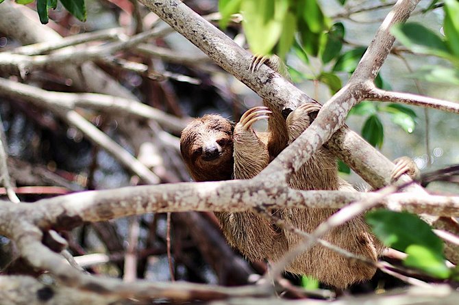 Mayan Jungle Canopy & Zip-line Tour, Monkey Business & West Bay Beach! - Wildlife Encounters