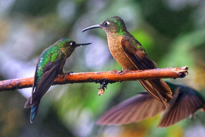 Mindo Cloud Forest Tour: Chocolate, Coffee, Birds & Nature - Chocolate and Coffee Tours