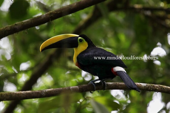 MindoCloudForest DayTour by Richard Hernandez-Customizable - Customizable Itinerary Options