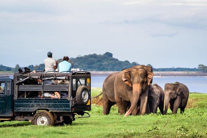 Minneriya Elephant Safari Wth Sigiriya & Dambulla Cave Temples Full Day Tour - Minneriya National Park Experience
