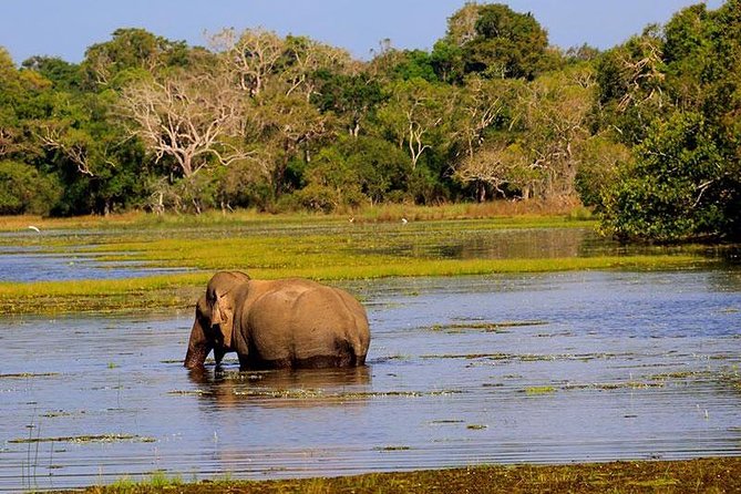 Minneriya National Park Private Safari - Jeep Specifications and Details