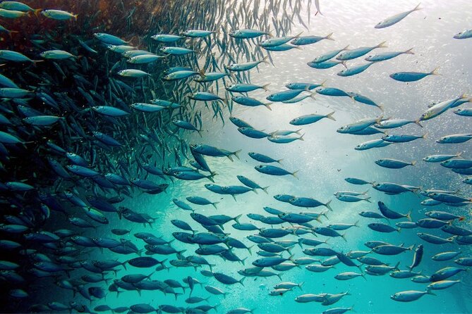 Moalboal Sardines Run Private Tour - Pricing and Cancellation Policy