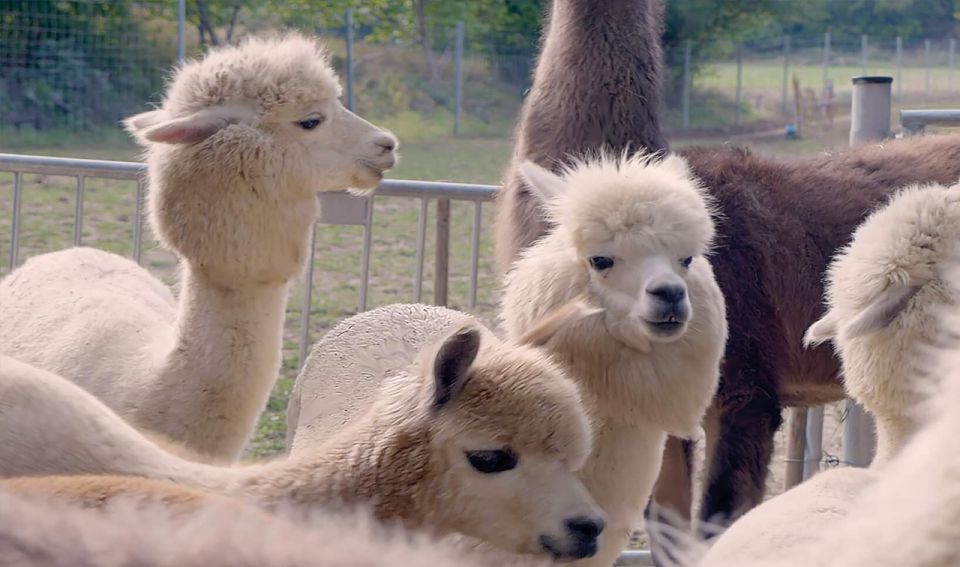 Mödling: Scenic Guided Hike With Alpacas and Llamas - Itinerary Details