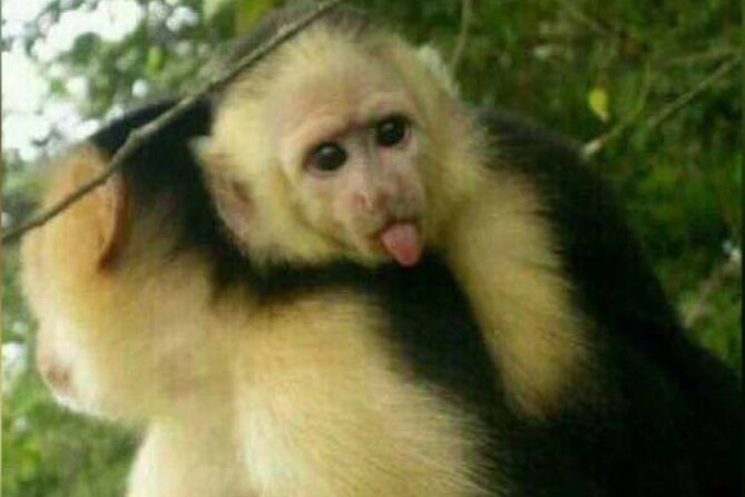 Monkey and Sloth Jungle Habitat Panama Tour - Wildlife Encounter Experience