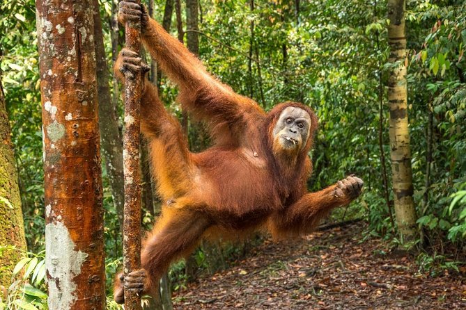 Monkey Business 3 Days - 2 Nights Jungle Trekking (Including Rafting) - Inclusions and Exclusions