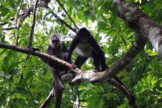 Monkey River Wildlife Encounters and Manatee Watch - Unique Activities and Experiences