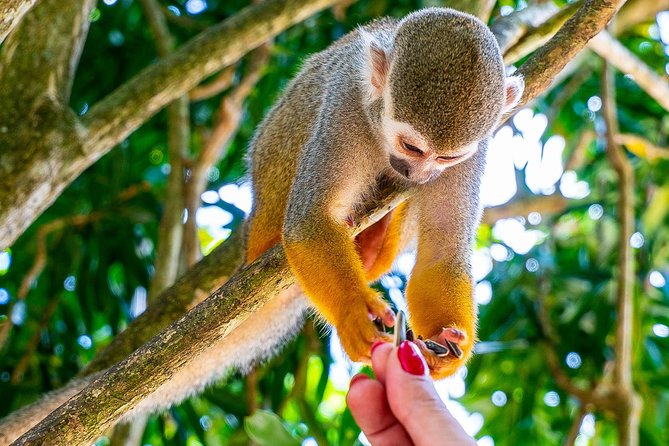 Monkeyland & Plantation Safari Full Day From Juan Dolio - What to Expect