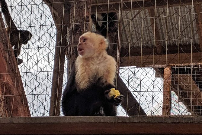 Monkeys & Sloth Hangout - Tour Highlights