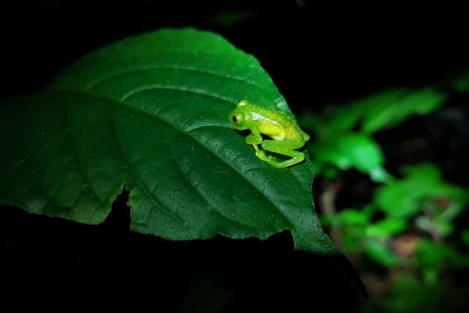 Monteverde Private Night Tour - Tour Pricing Breakdown