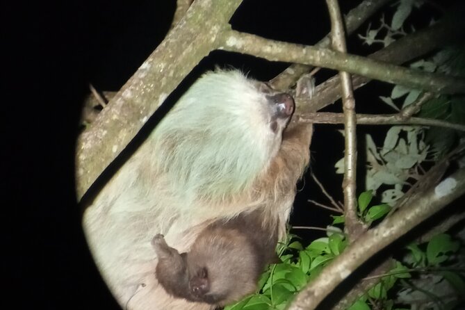 Monteverde Rain Forest Night Walk - Experience With Knowledgeable Guides