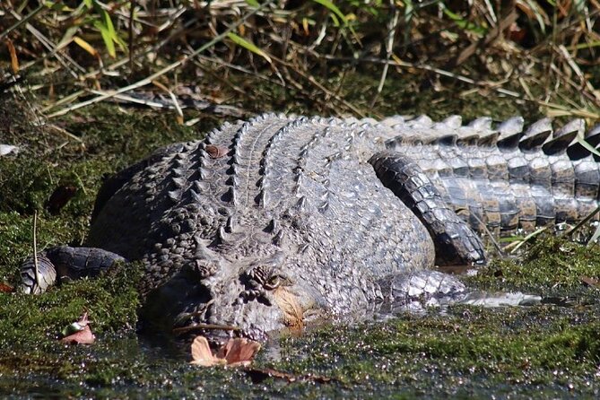 Morning Daintree River and Mossman Gorge From Port Douglas - Wildlife Encounters
